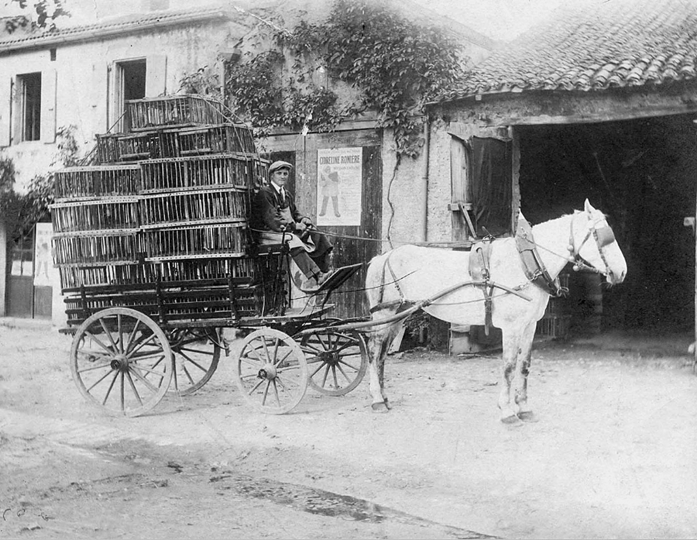 Photographie ancienne en noir et blanc d'un homme assis sur une charrette tirée par un cheval blanc, chargée de hautes piles de cages en bois devant une grange.