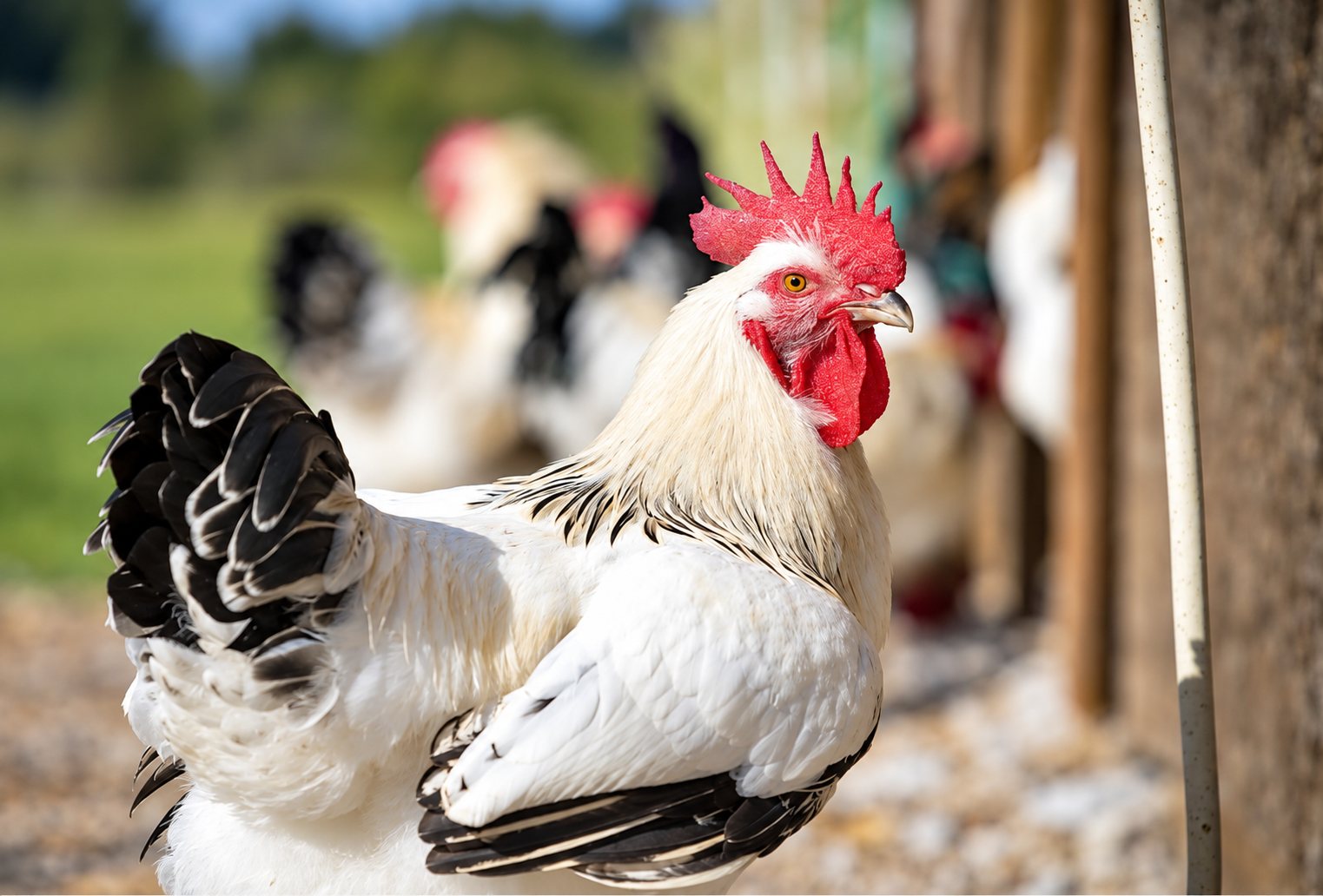 Un coq au plumage blanc et noir avec une crête rouge se tient au premier plan, d'autres volailles floues derrière lui en plein air.