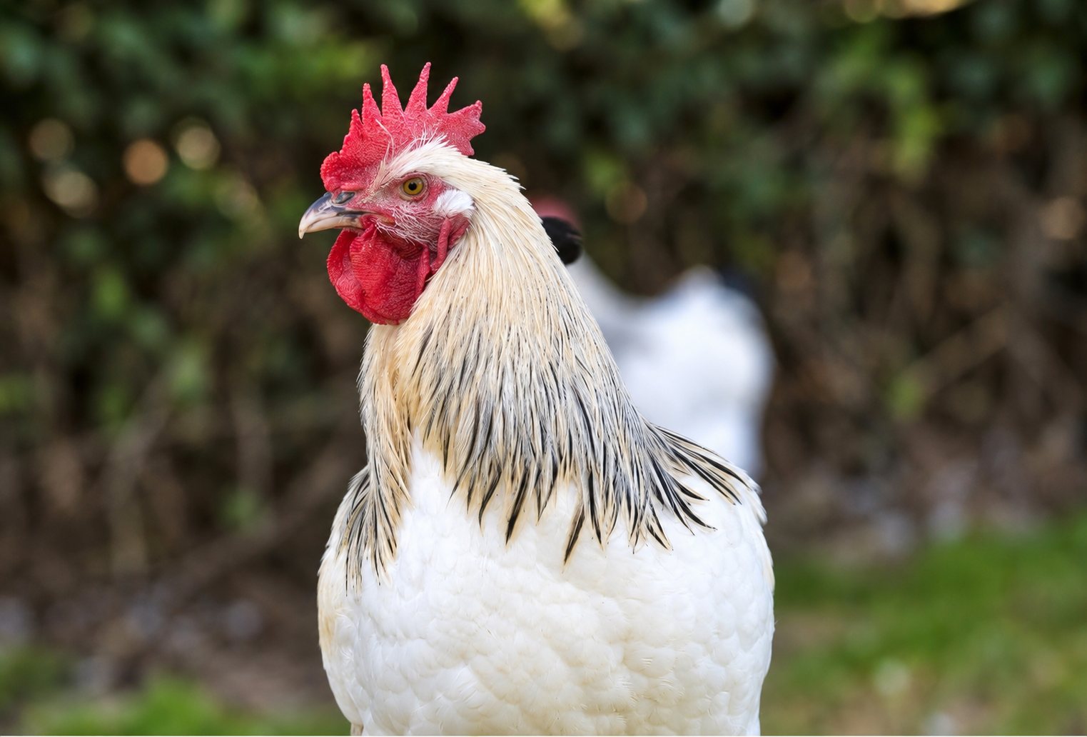 Un coq blanc au plumage crème et à la crête rouge vif, vu de profil, se tient dehors devant un fond sombre flou où l'on devine une autre poule.