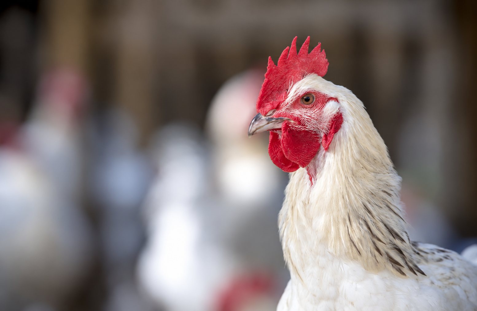Gros plan sur un coq blanc à la crête rouge vif, avec d'autres volailles floues à l'arrière-plan.