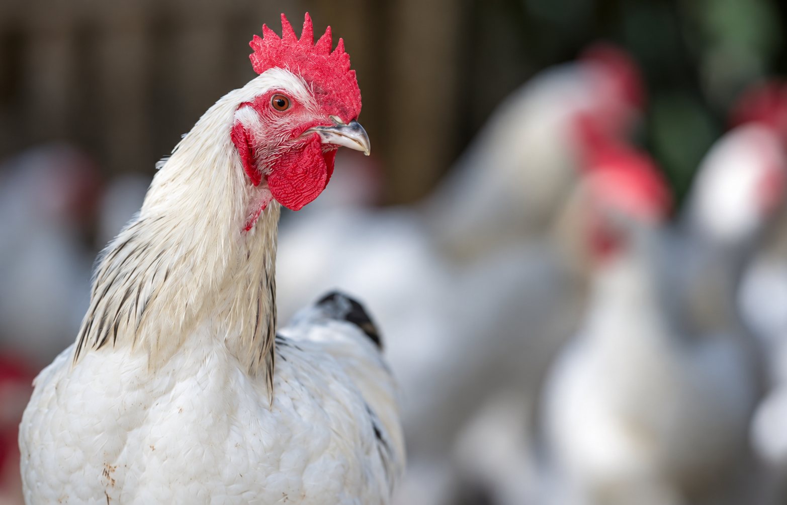 Gros plan sur une poule blanche à la crête rouge, avec d'autres poules floues en arrière-plan.
